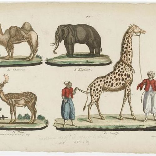 girafe in paris