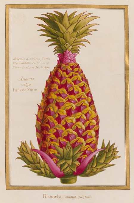 botanical art